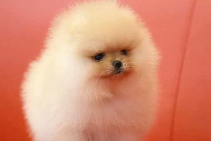 伊麗國際犬舍