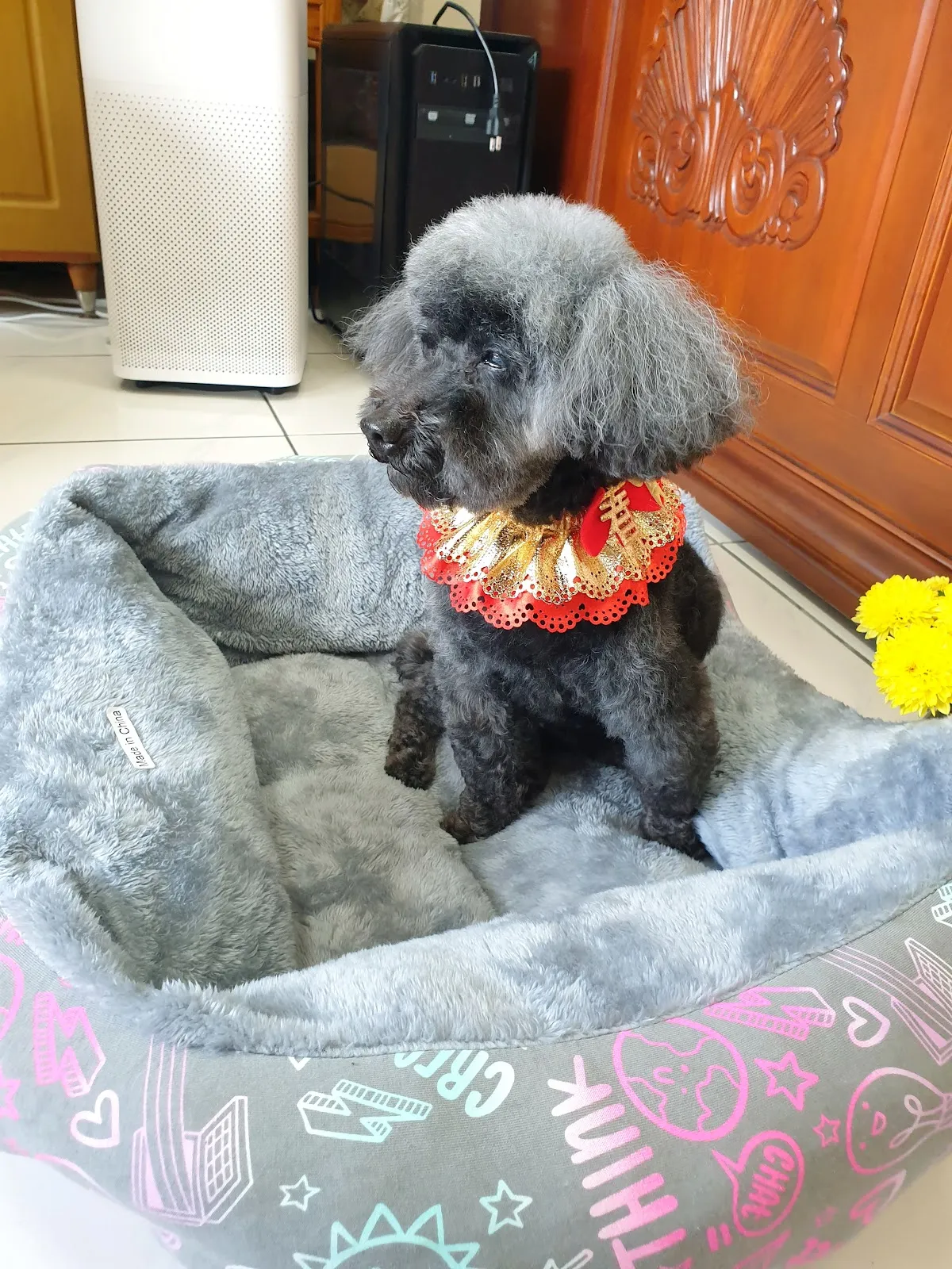 晶鑽樂狗寵物生活館