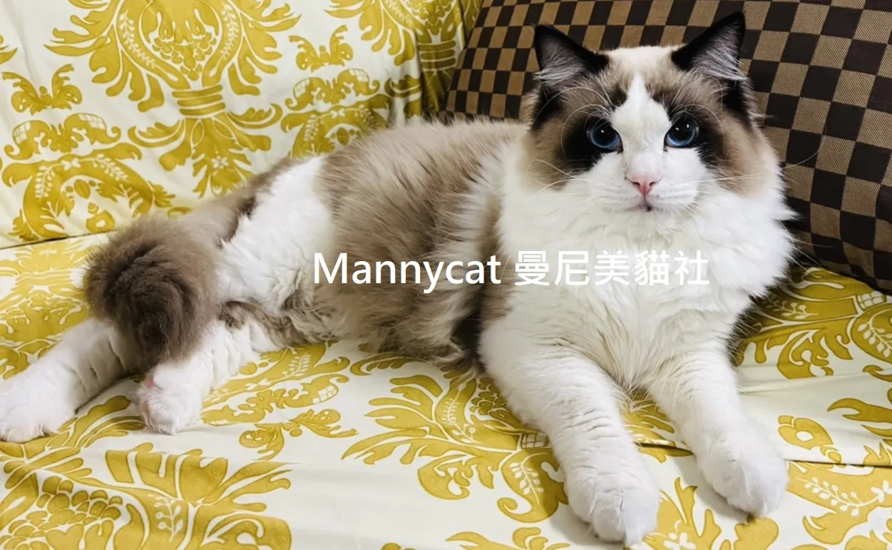 曼尼美貓社