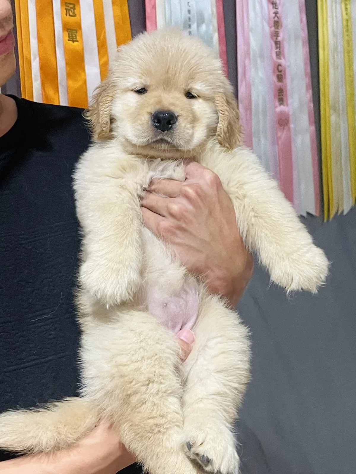 飛凡名犬社