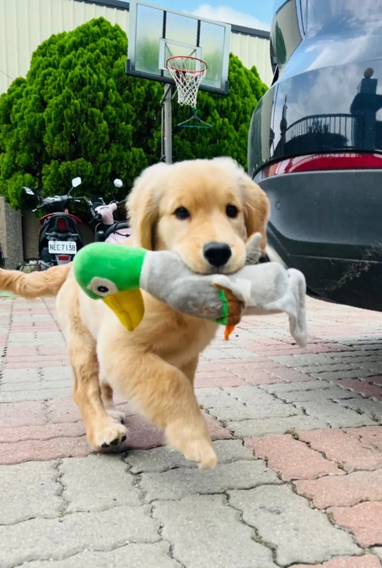 喜豆名犬舍