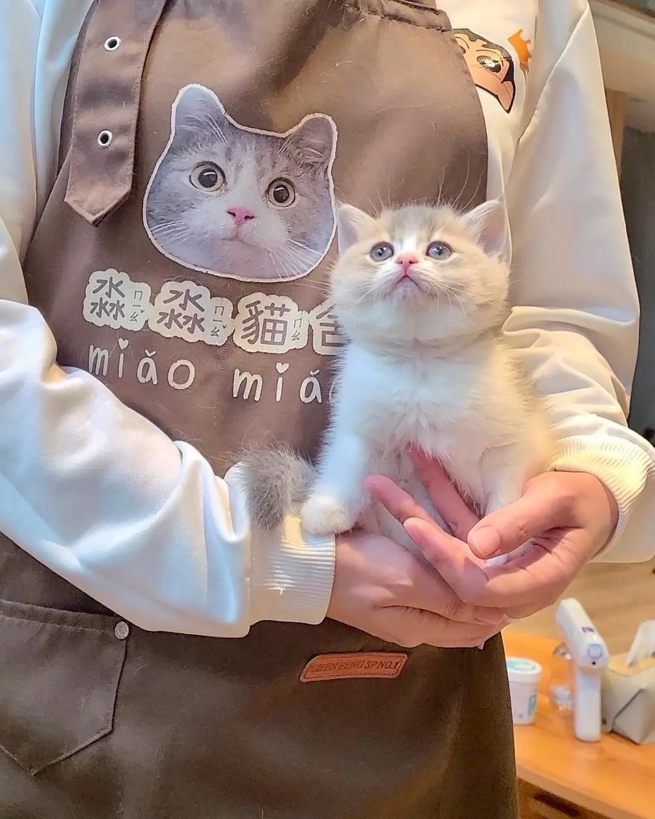 淼淼貓舍