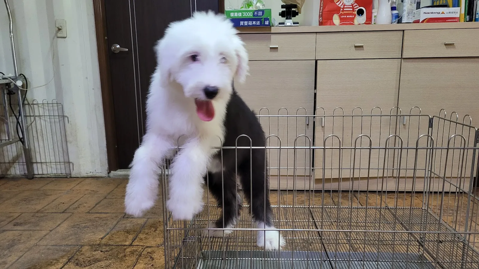 聯合狗寵物