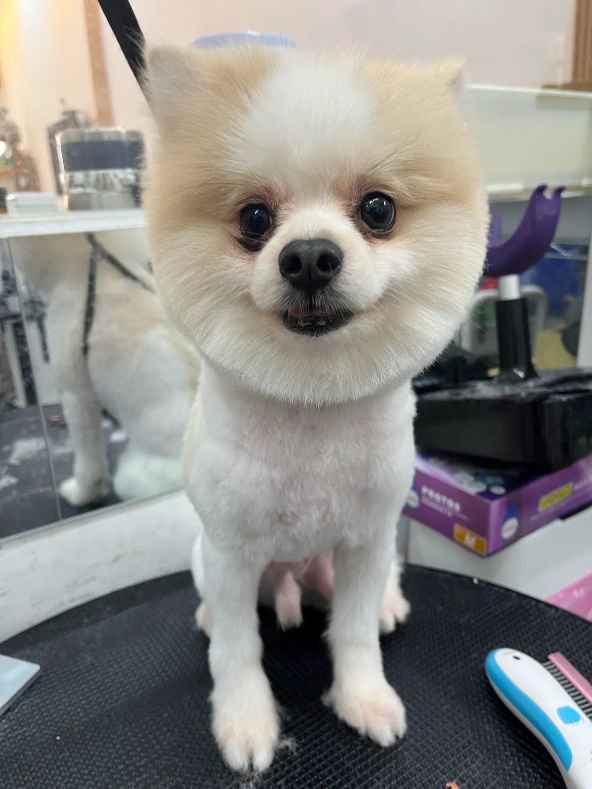 乖狗狗寵物坊