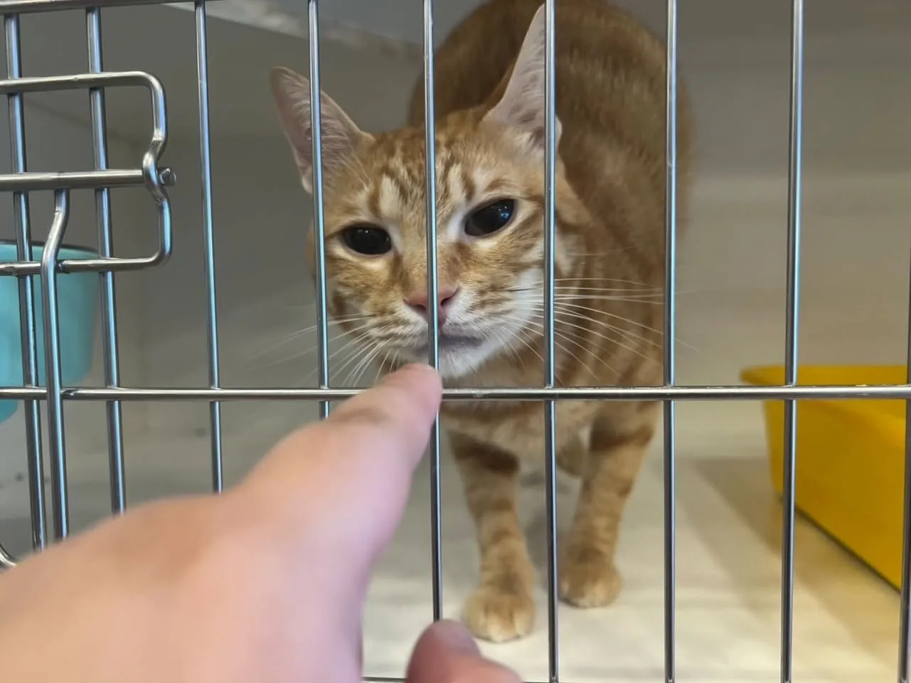 肥歐霸貓舍
