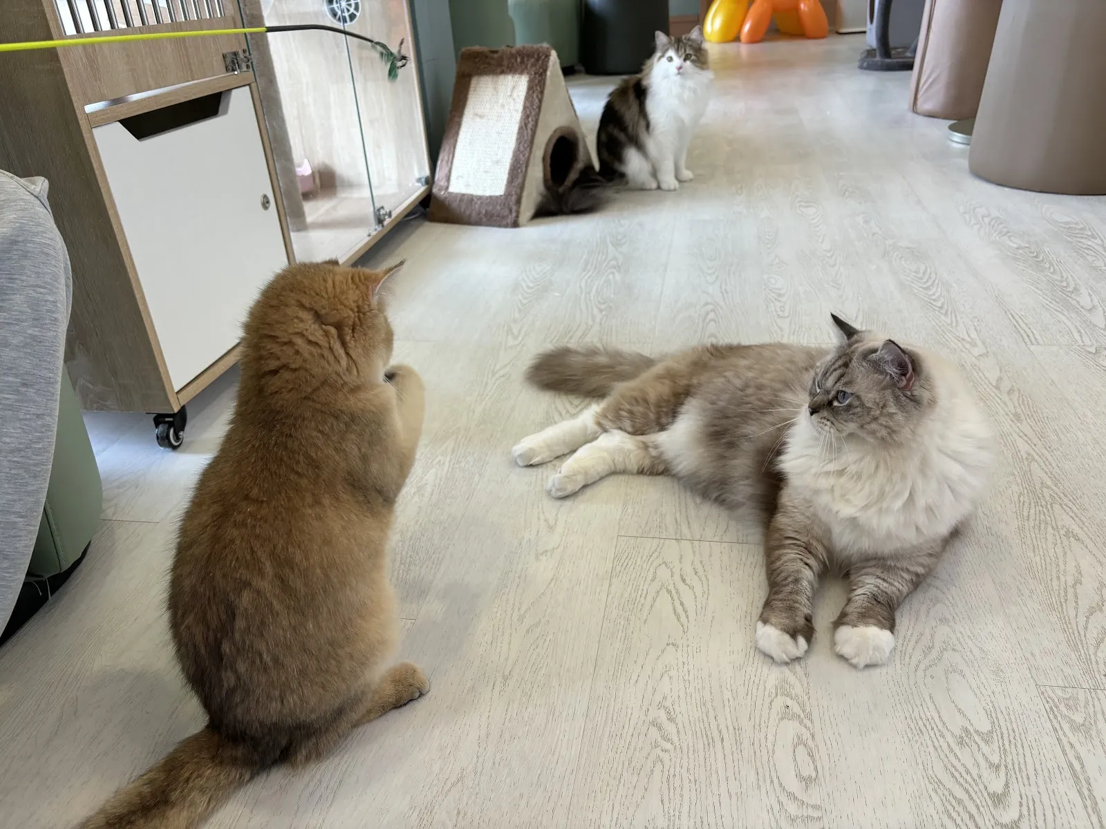 橘子貓坊