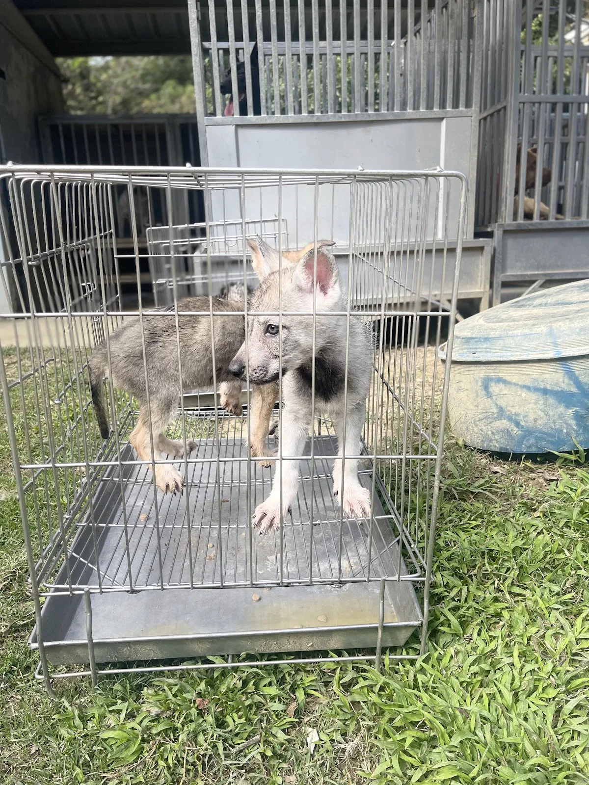 亞興名犬犬舍