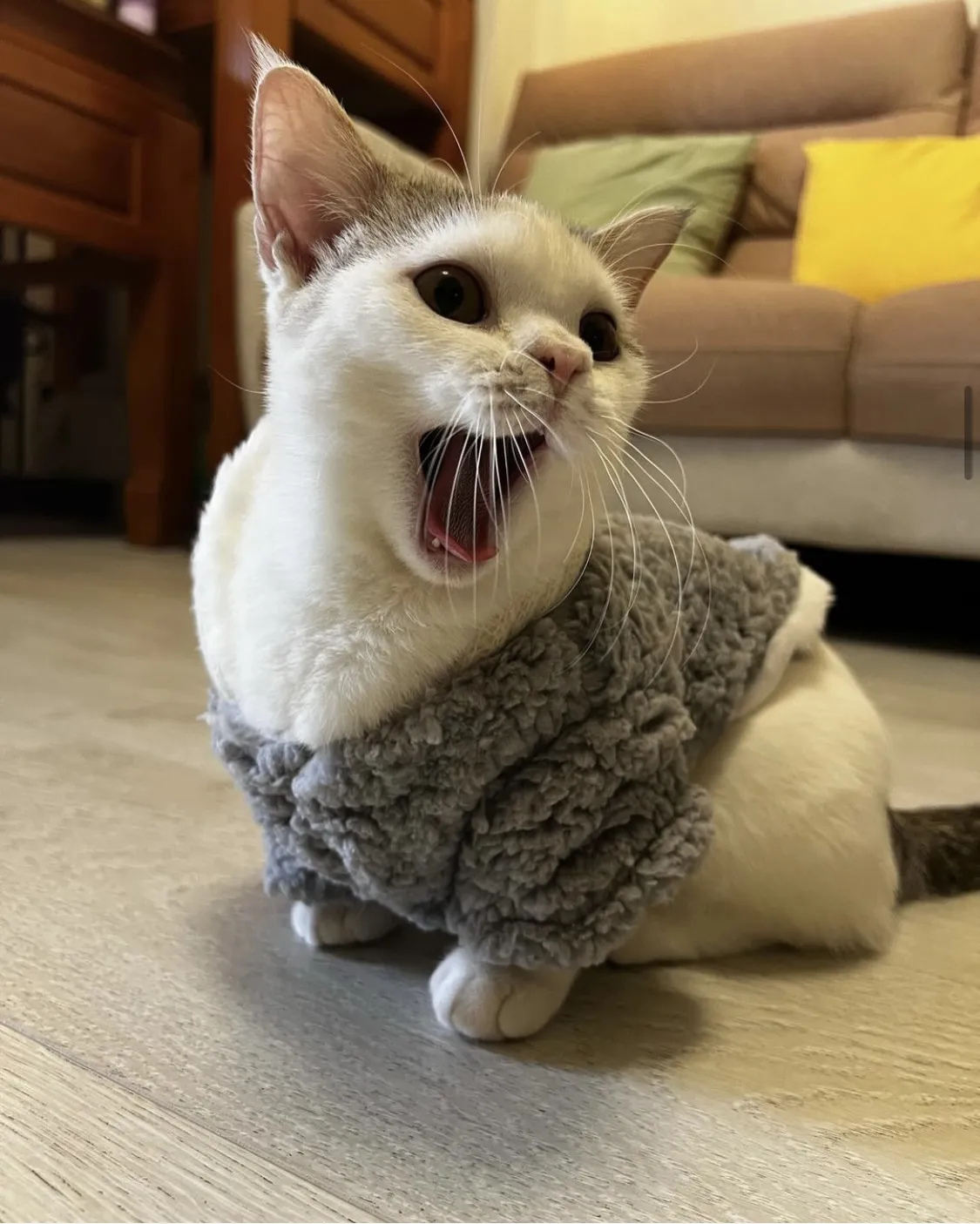 美貓貍貓社