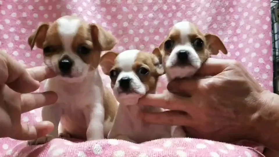 正三犬場