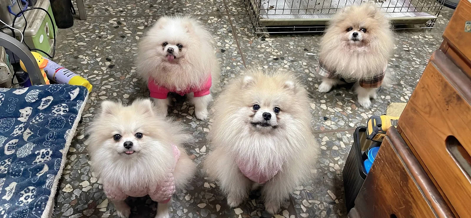 牧祐犬舍