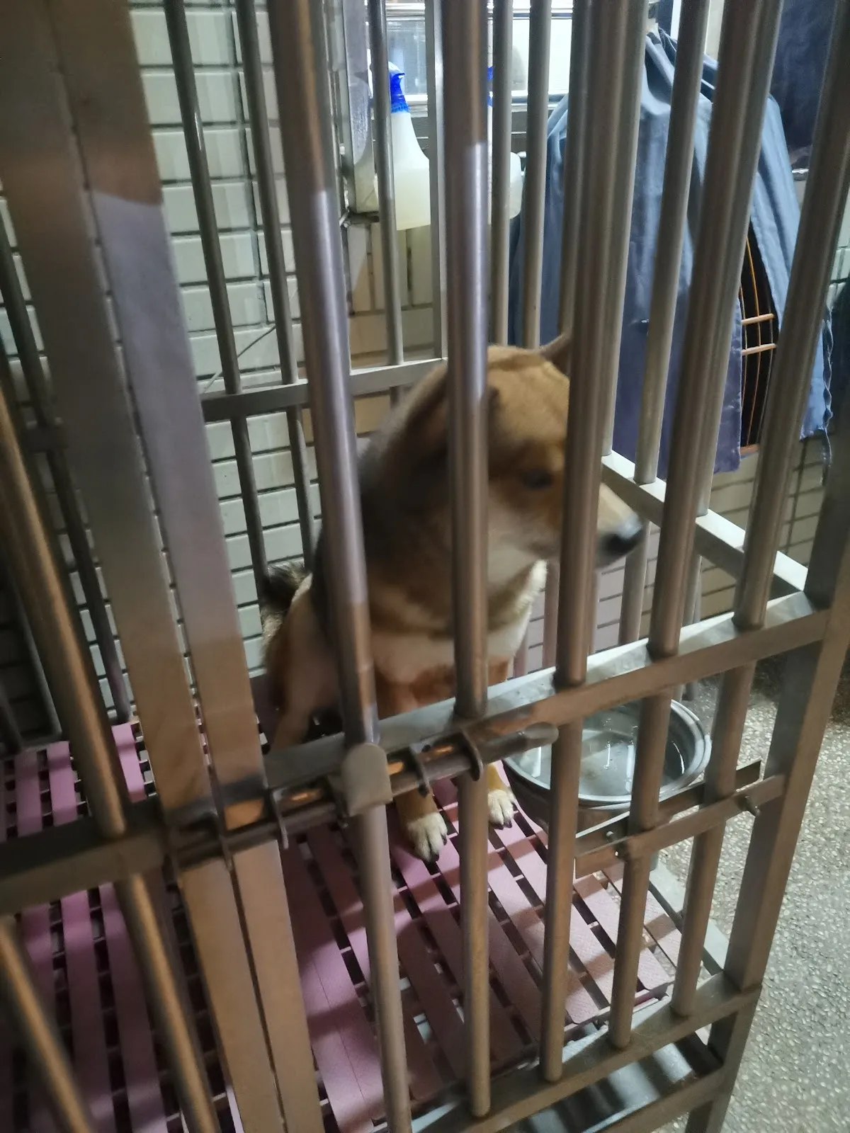 雲門犬莊