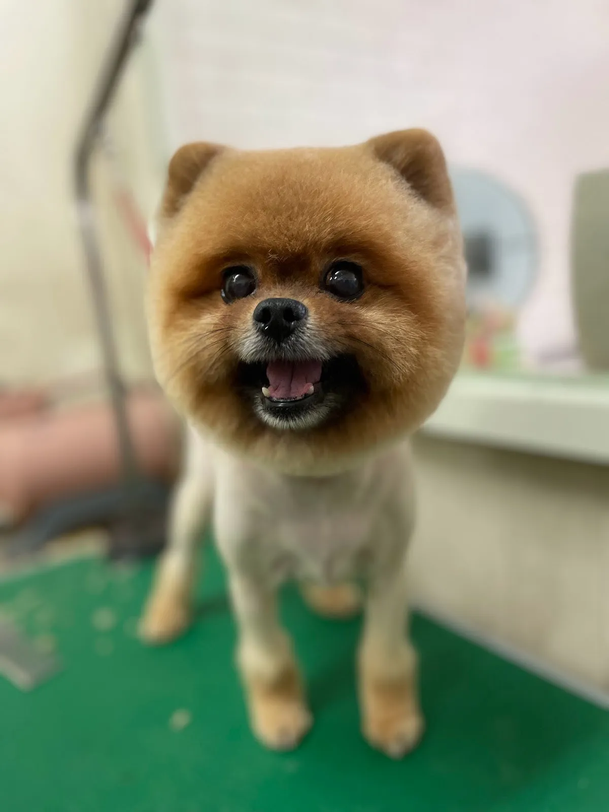 摸飛雞微笑貓狗舖