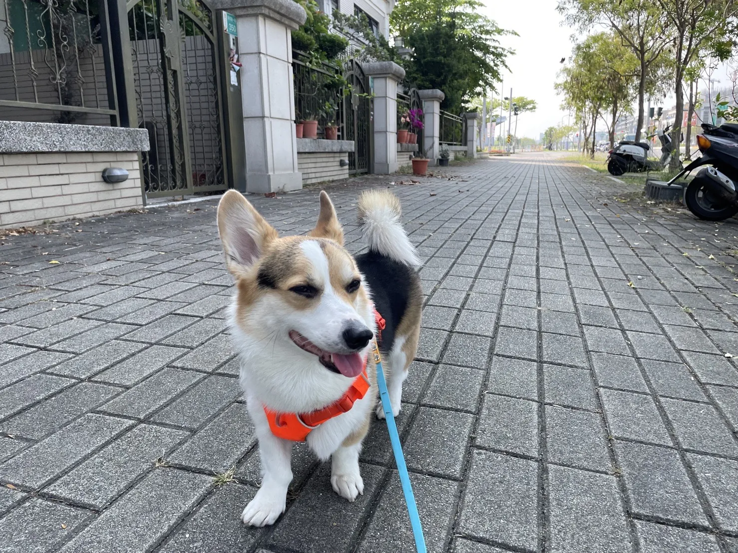 棲心寵物旅宿