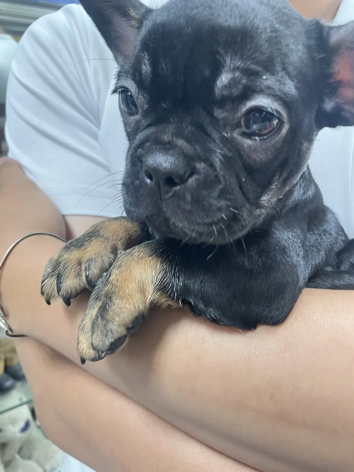 芭比愛犬生活館