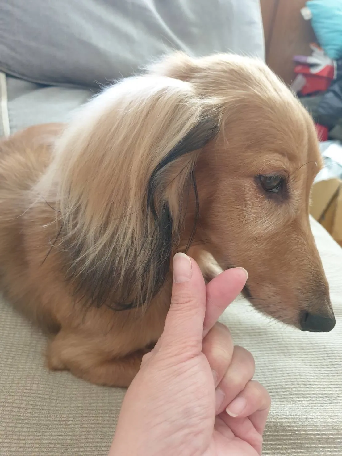 吹毛球痴洗澡吧