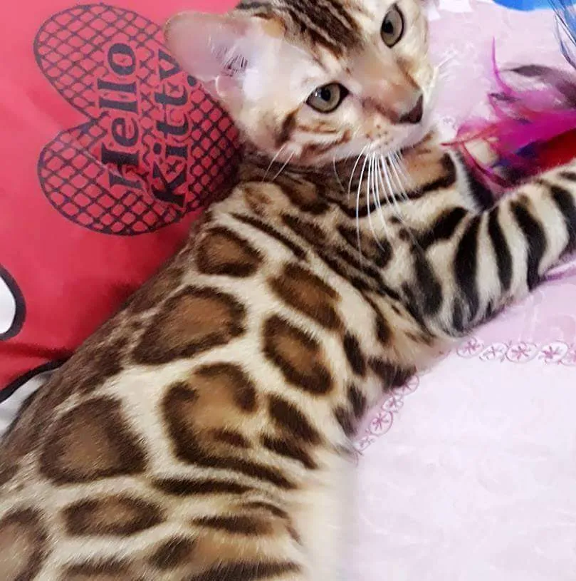 金縈豹貓舍