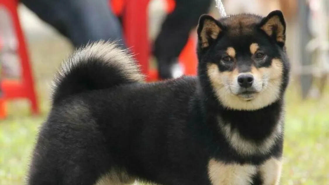 和旺犬舍