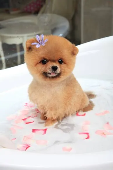 聯進專業育種犬舍