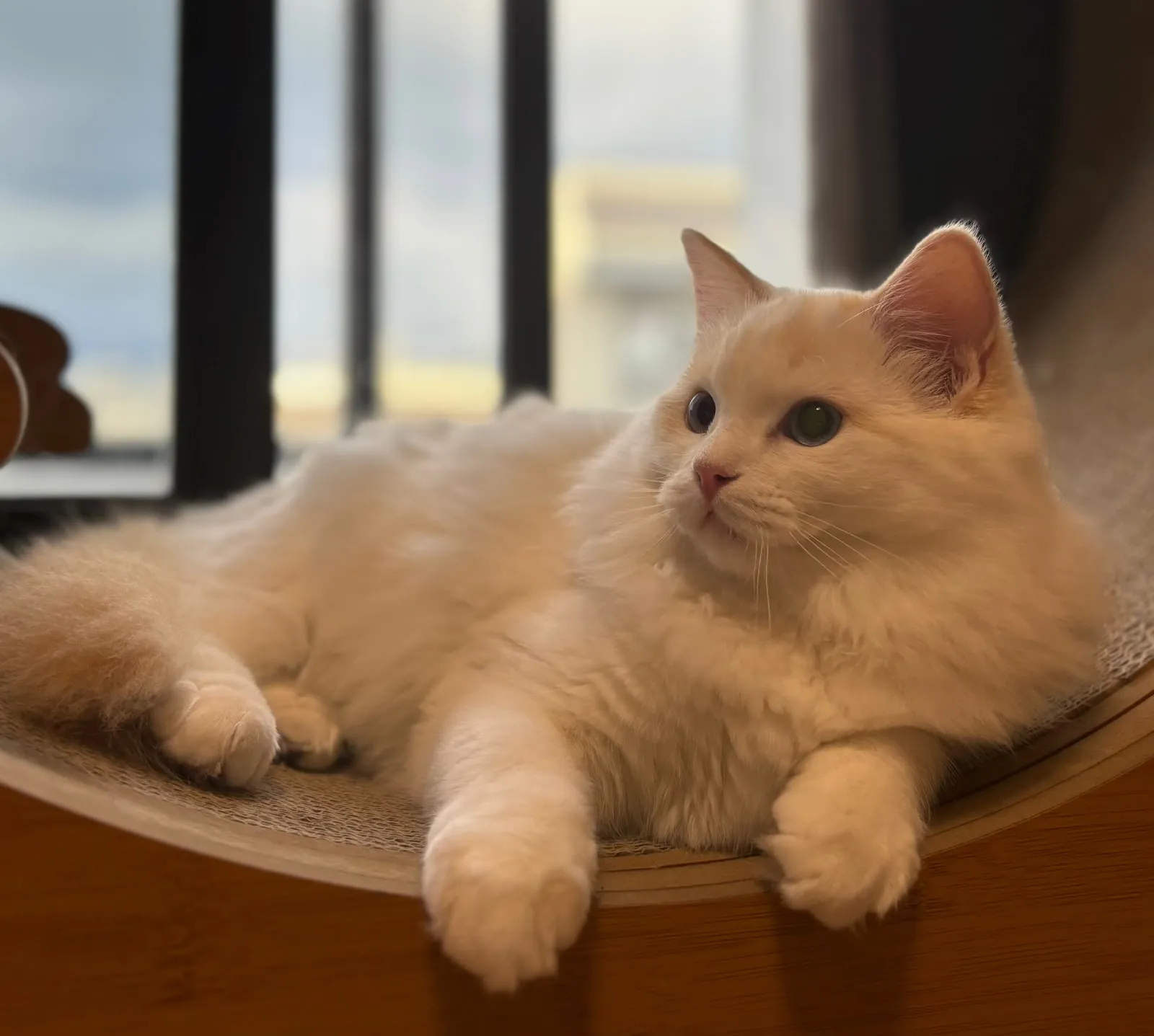 猫侍貓舍