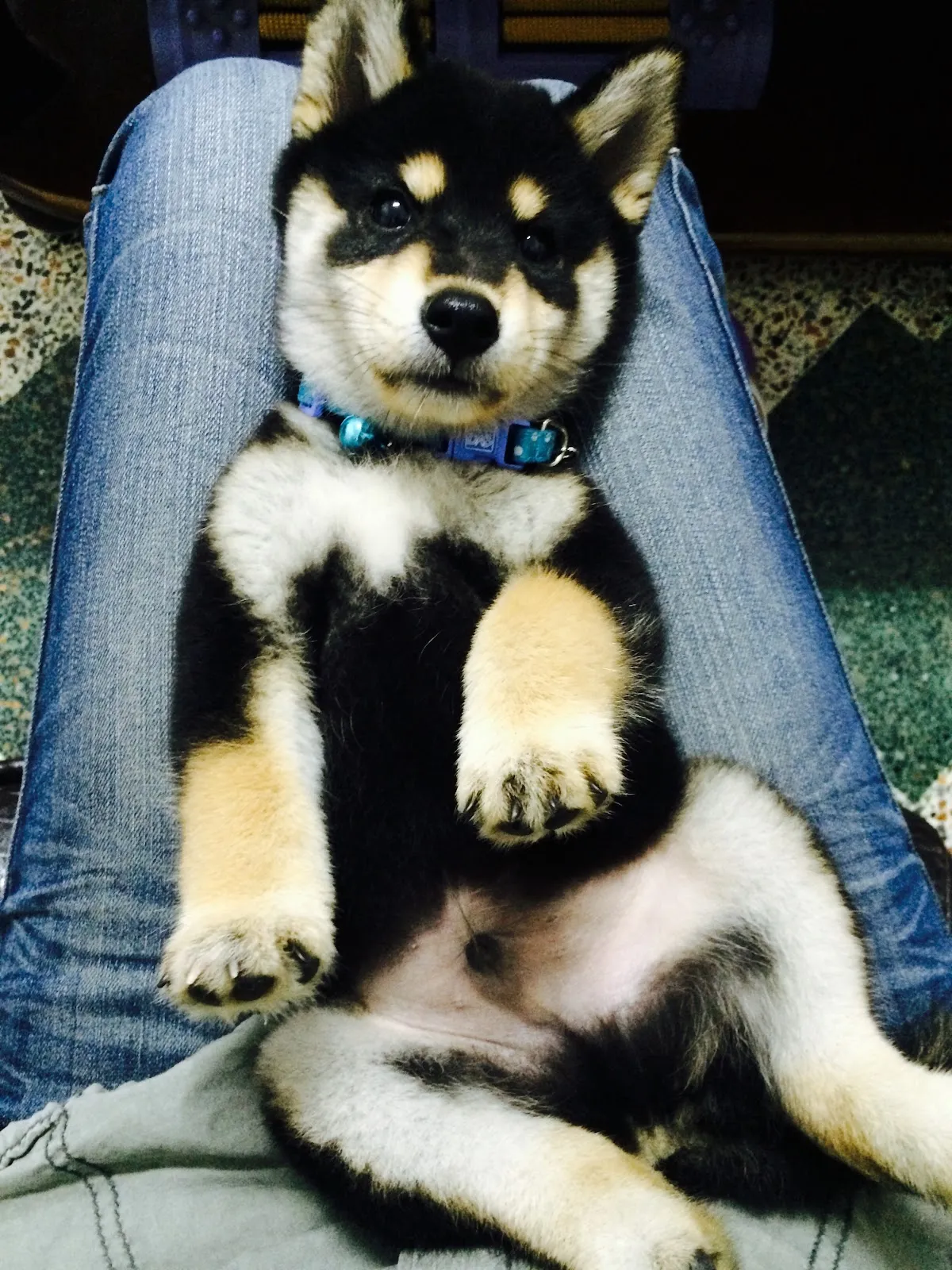 台灣高昇莊犬舍