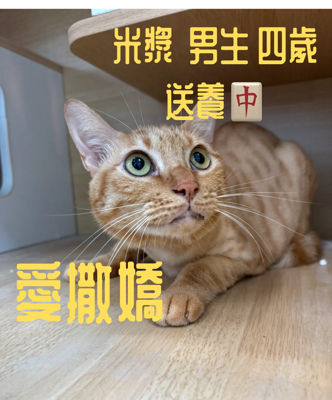 黑馬寵物美容