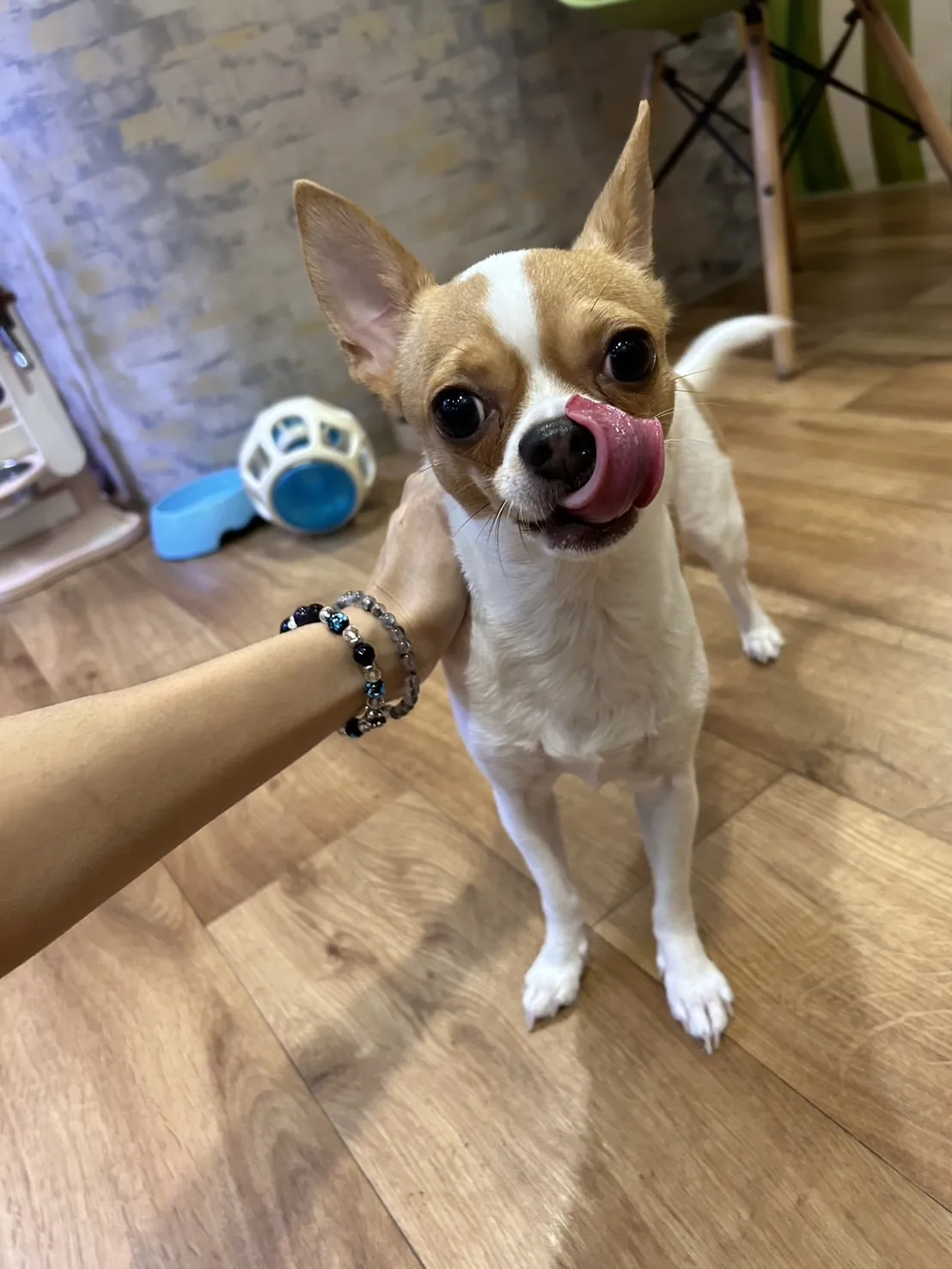 胖狗屋寵物坊