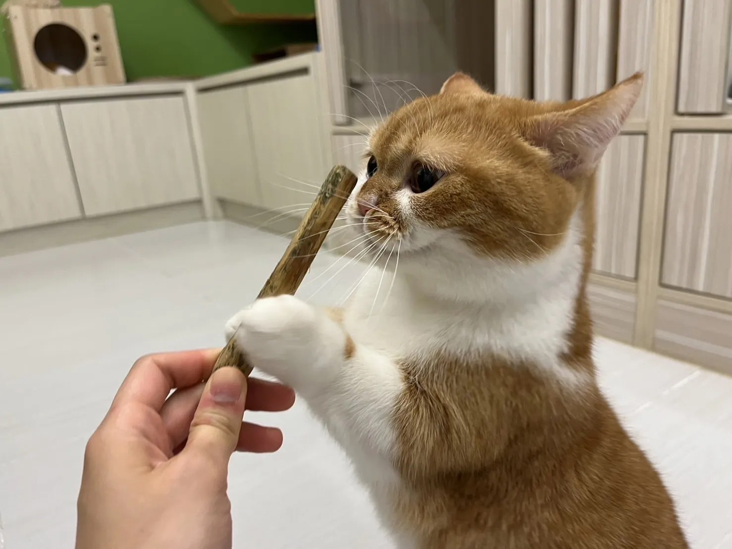 貓的旅坊