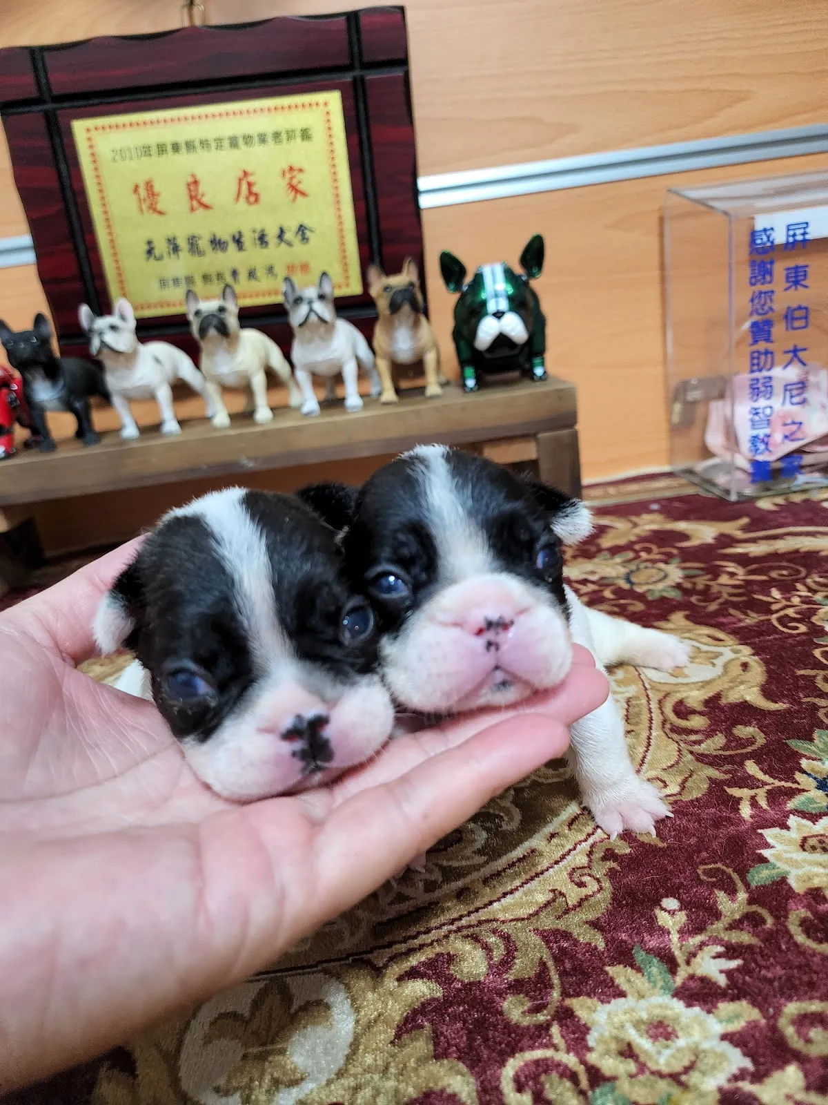元萍寵物生活犬舍