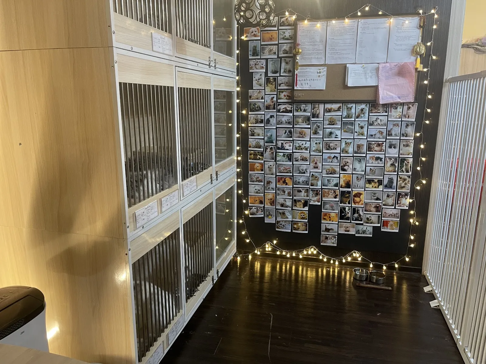 豐綺歐霓貓園