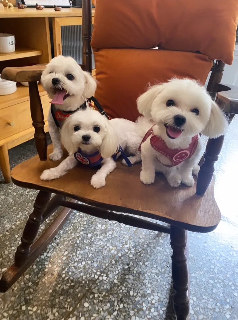 儷園犬坊
