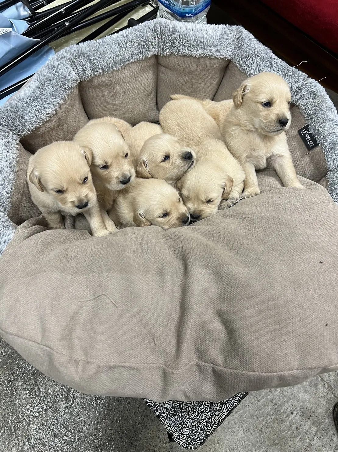 汪柴犬舍