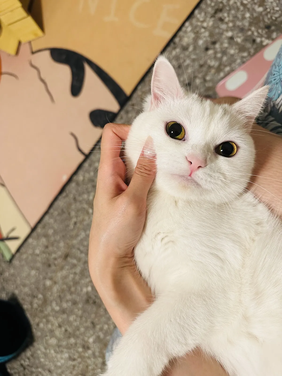 附近貓舍