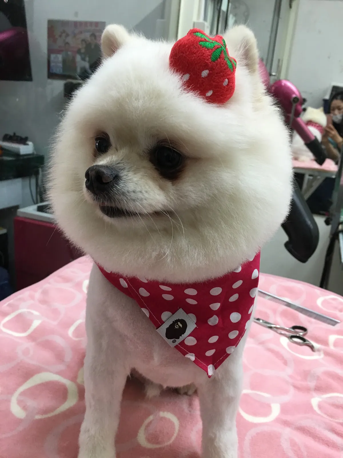 奶油泡泡愛犬美容