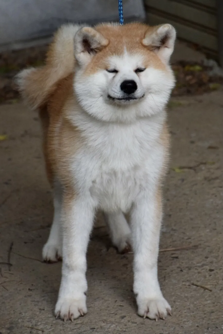 台北天美莊秋田犬企業社