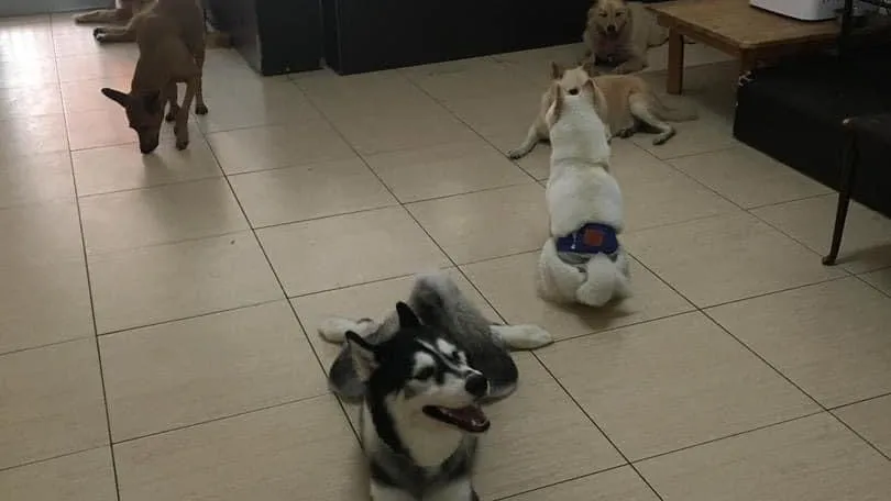 狗自在家庭式寄養