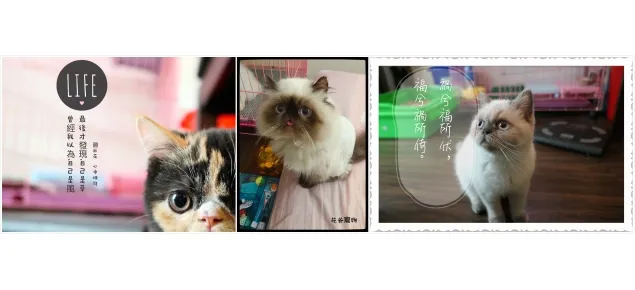 布吉布曼萌寵貓舍