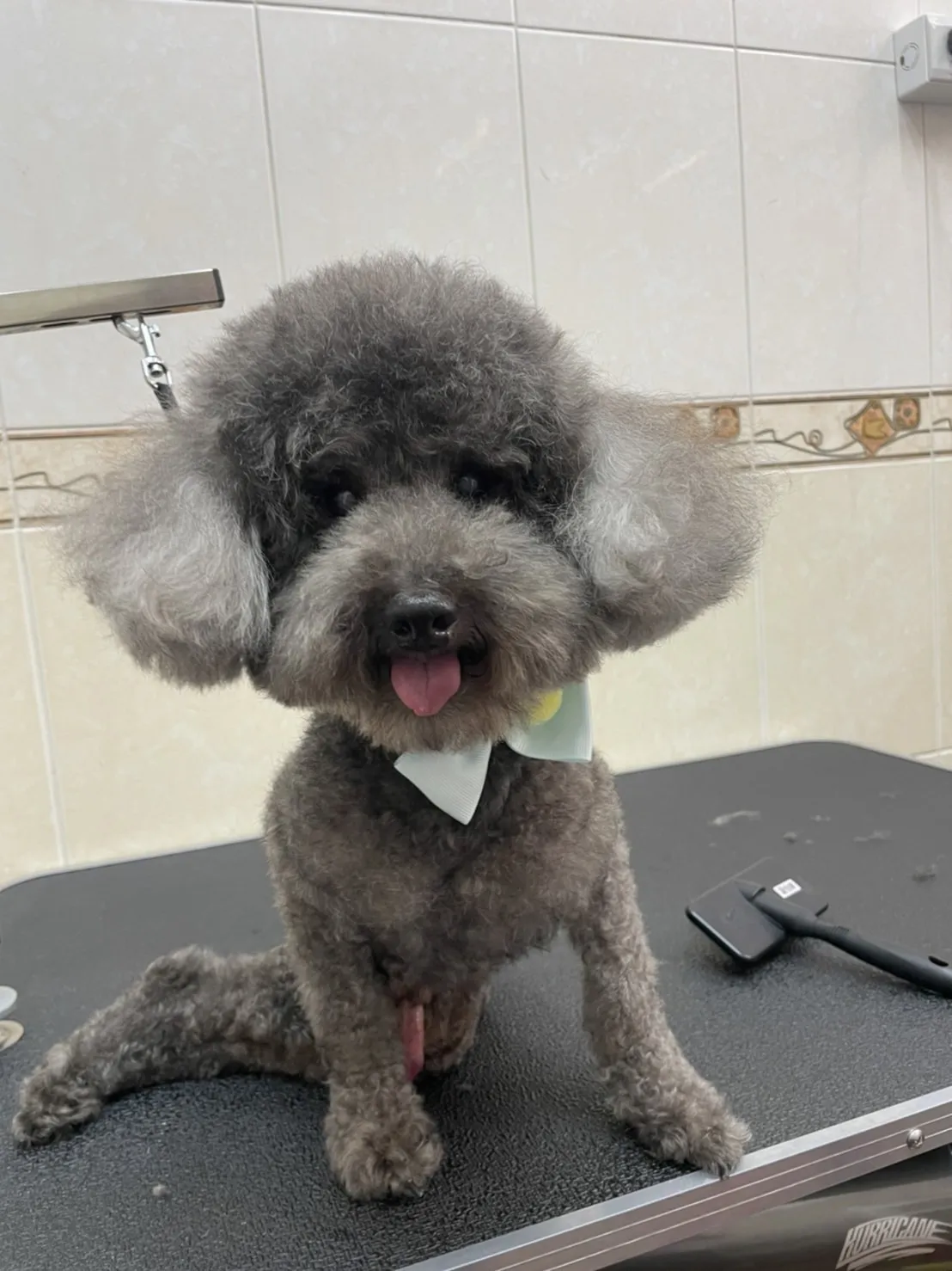蜜蘋狗寵物美容