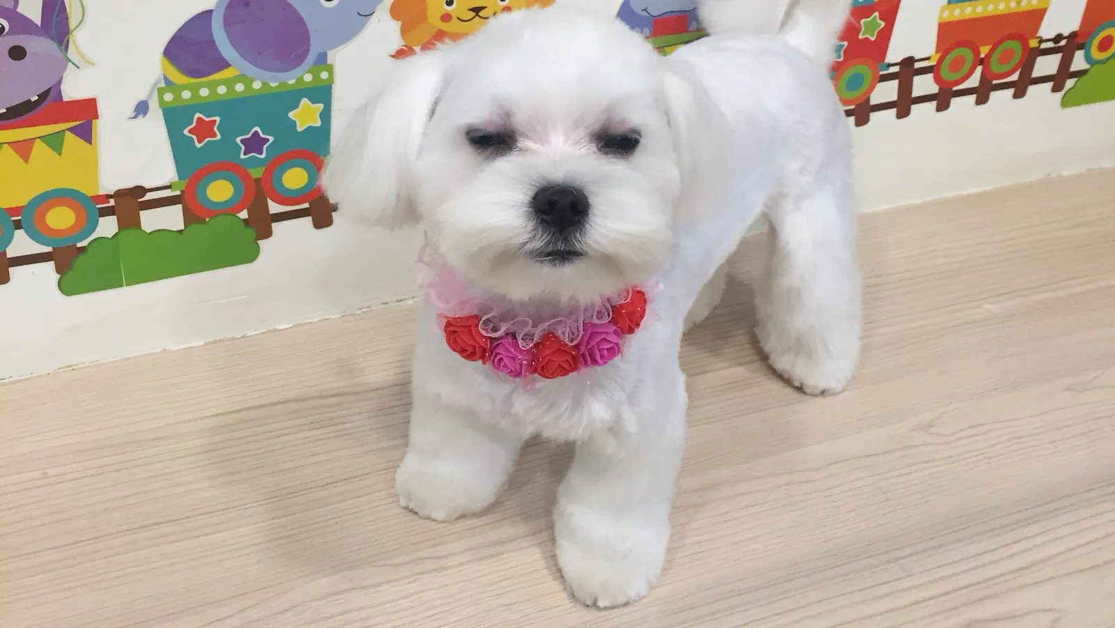 俏妞寵物生活坊