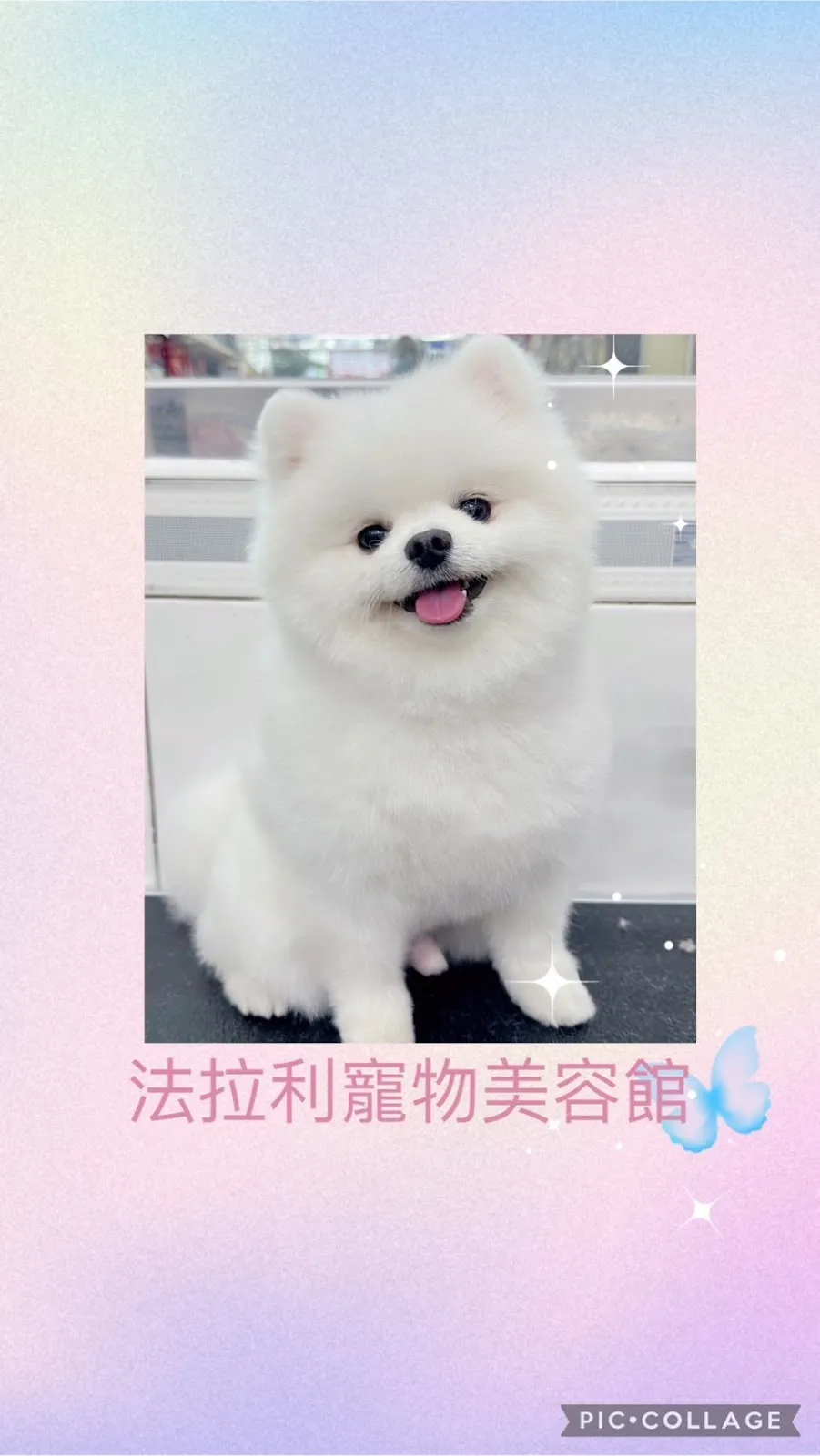 法拉利愛犬美容屋