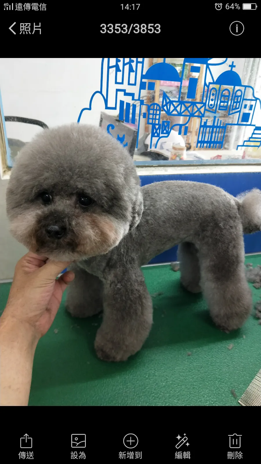 千千寵物美容工作室