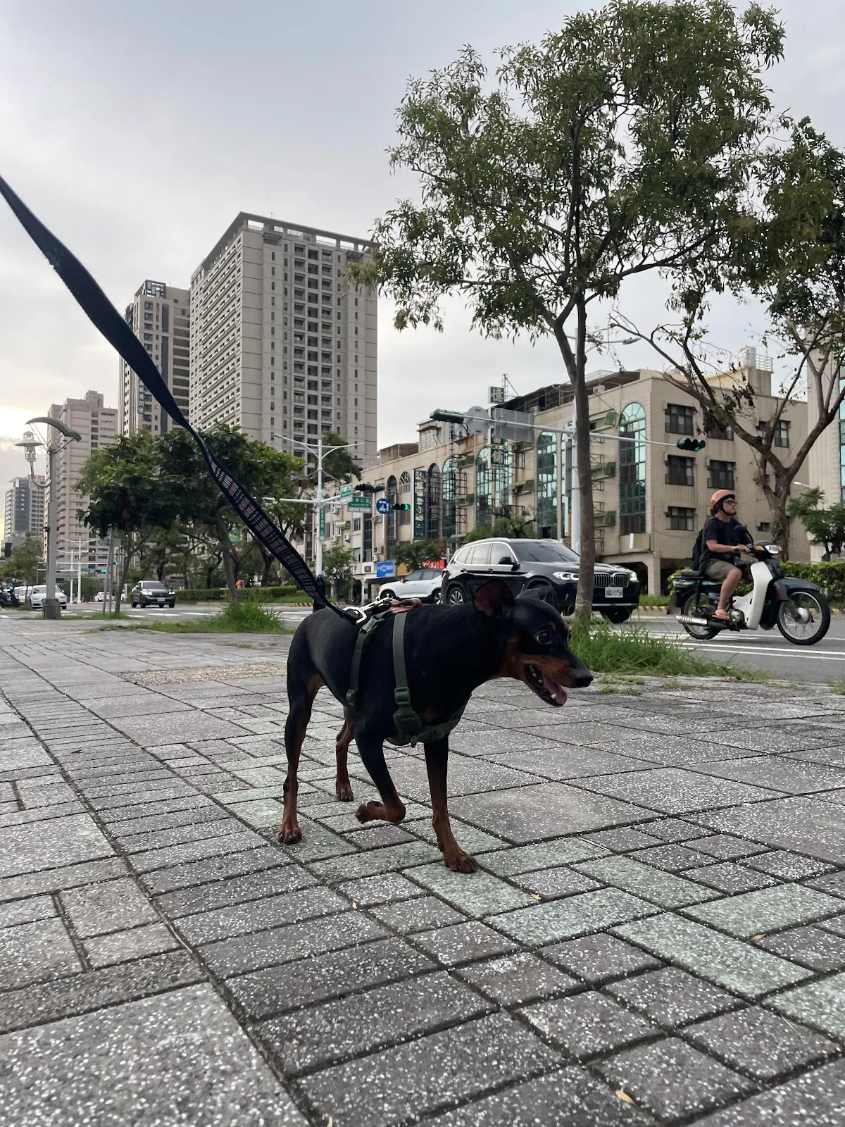 史溫托爾寵物店