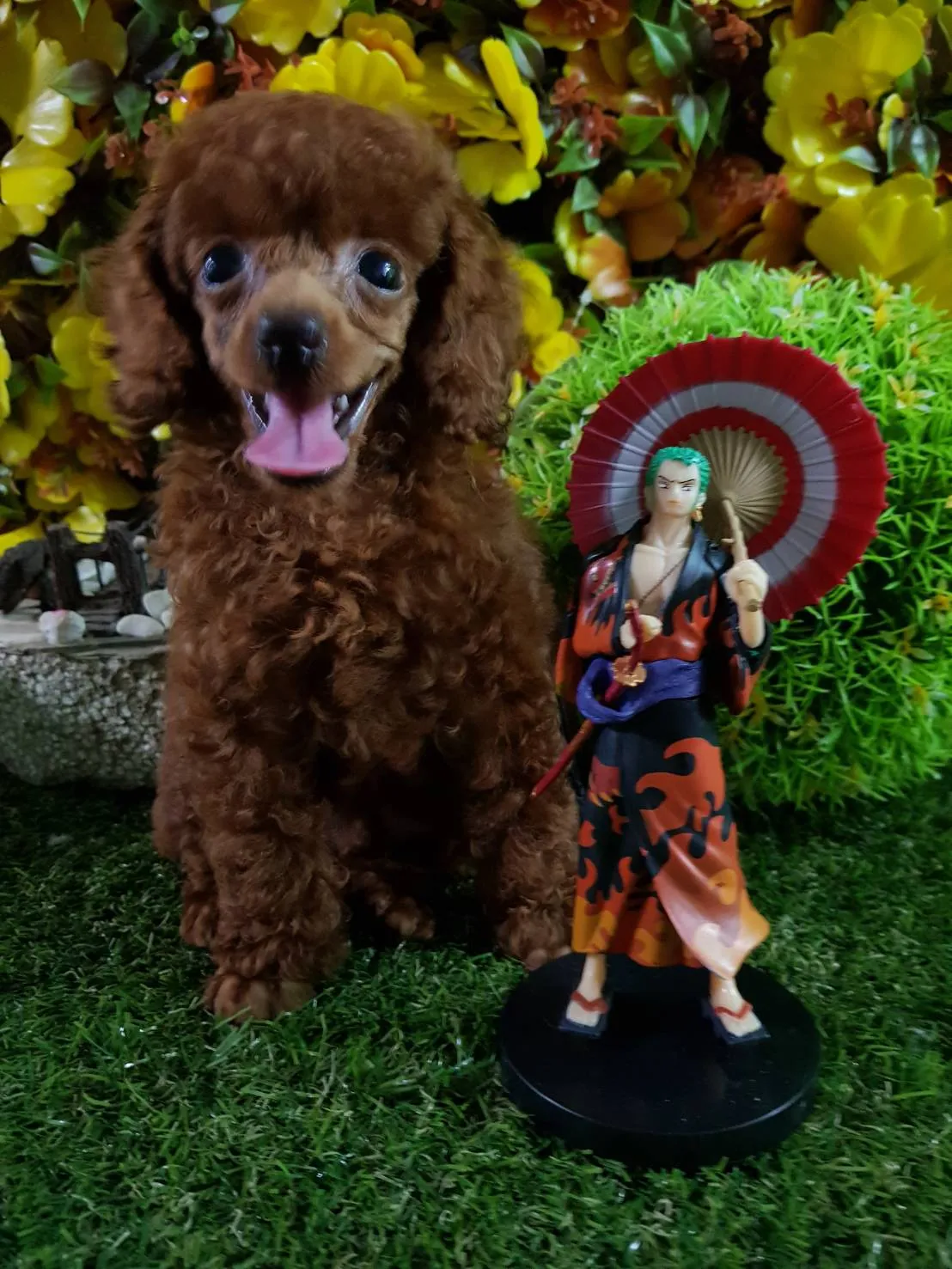 天生贏家犬莊