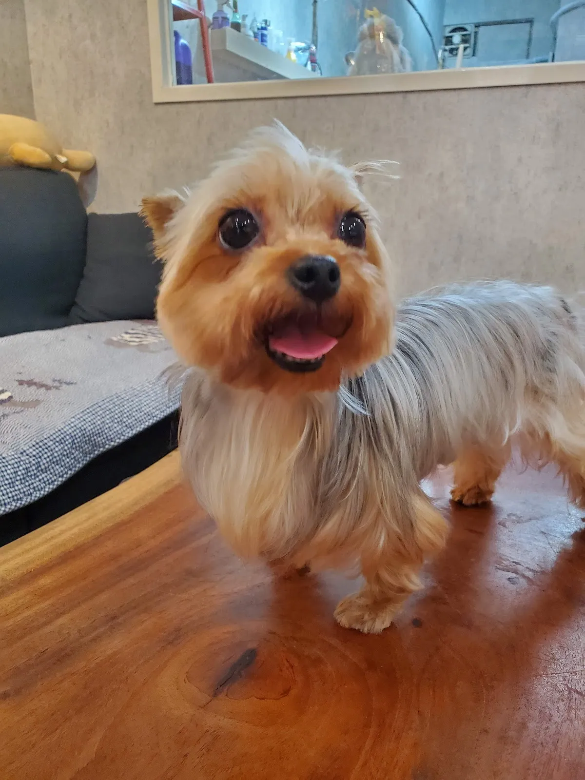 瑪克寵物美容