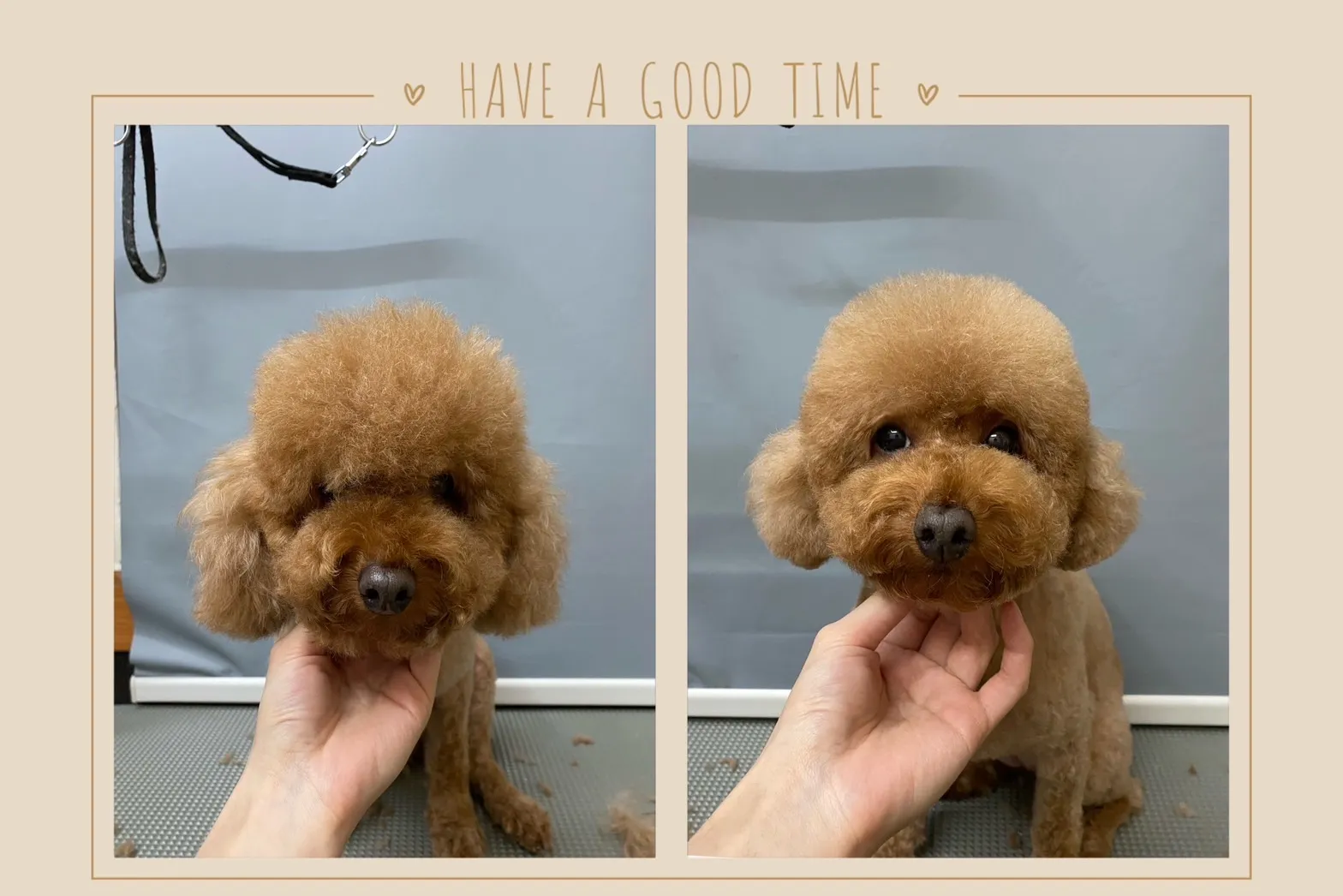 捲毛叔叔寵物美容