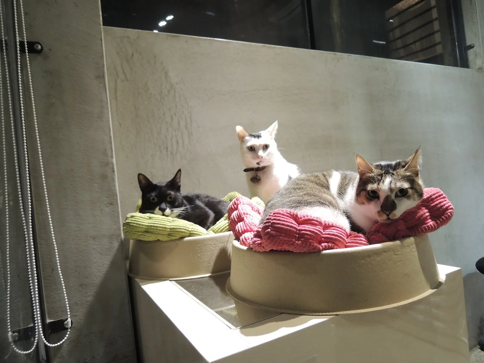品鑫磊猫客棧