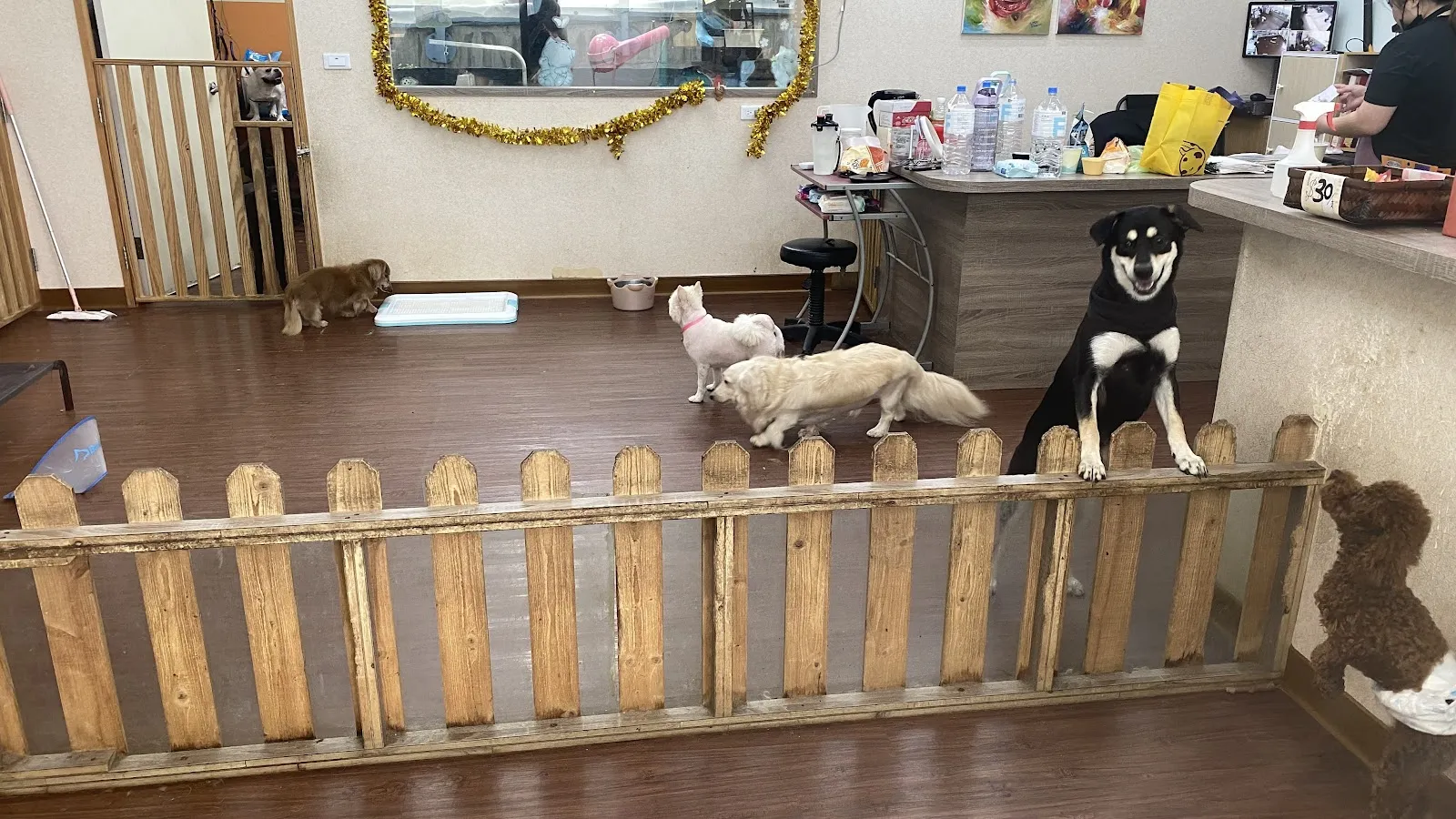 毛毛樂園