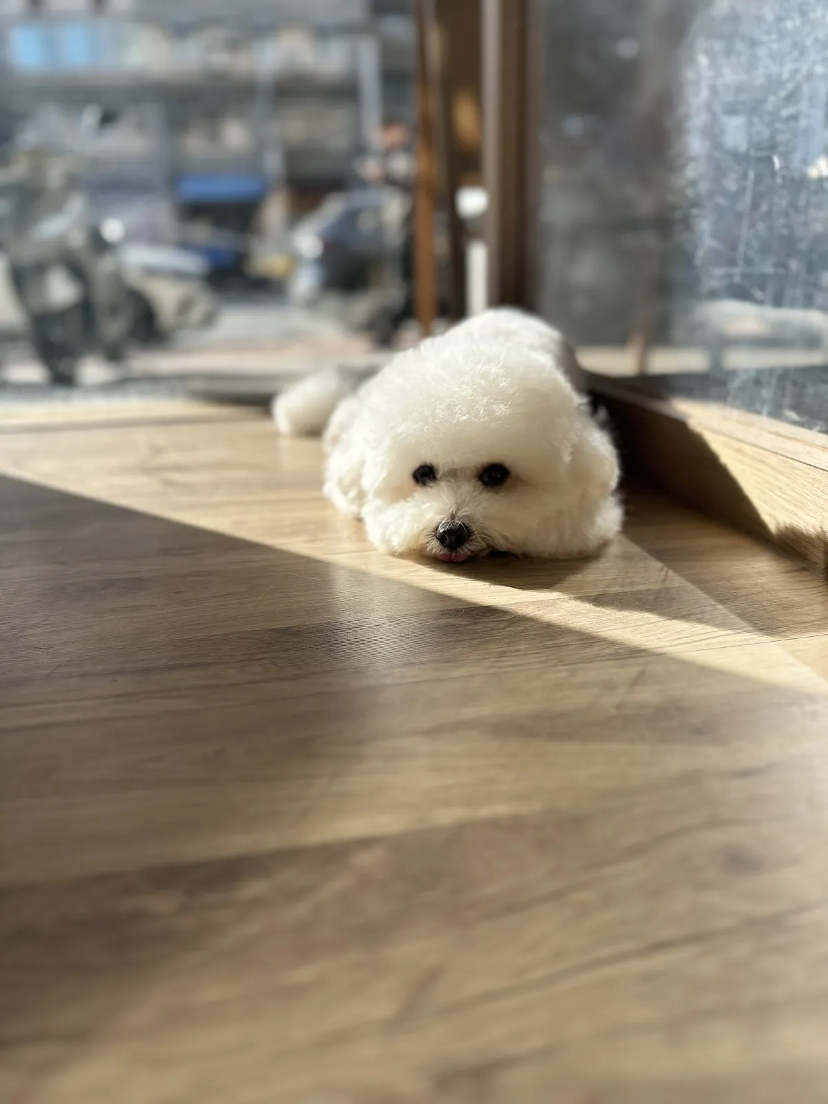狗狗你好寵物美容