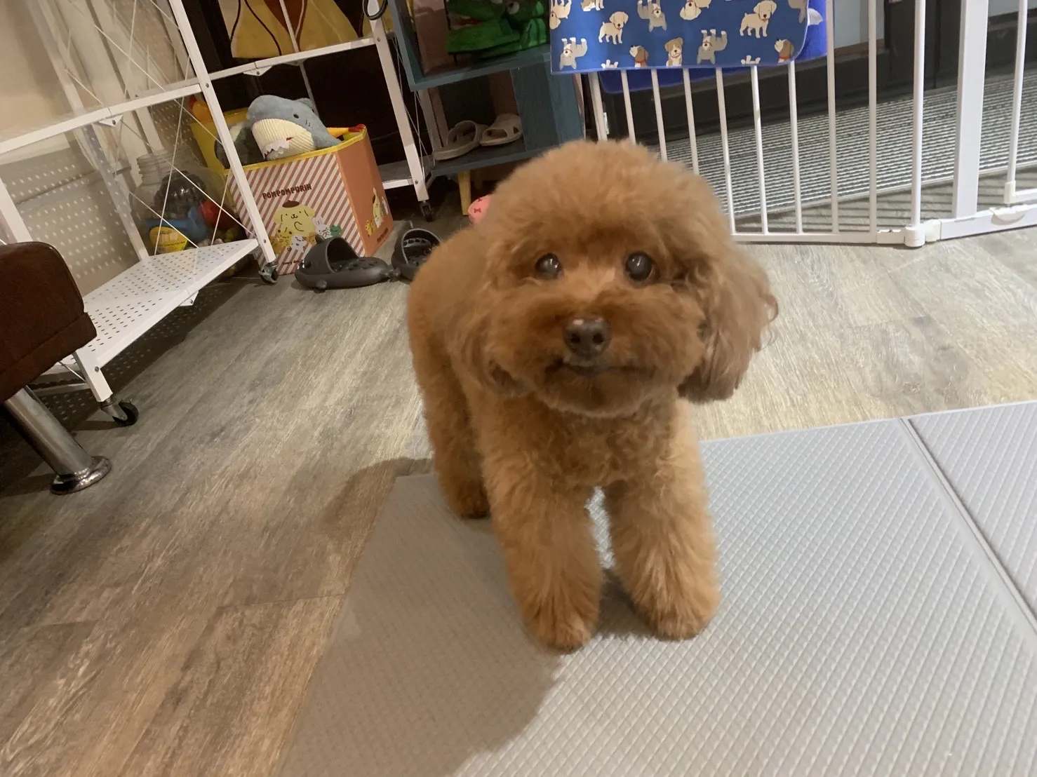 伏特喵專業貓咪美容