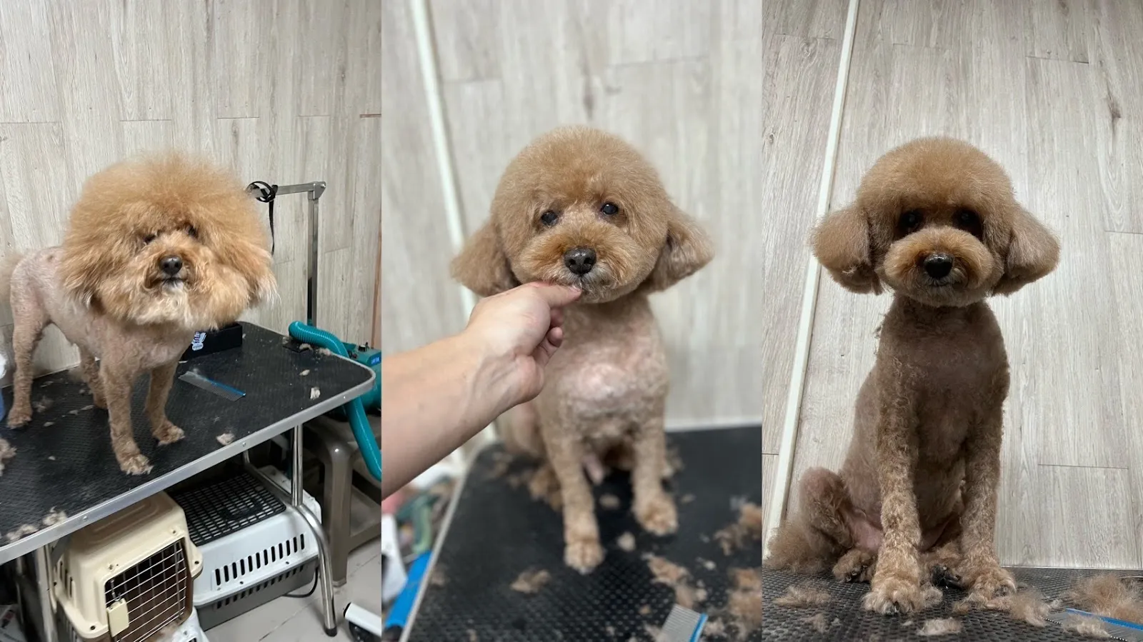 毛毛兄弟會寵物美容