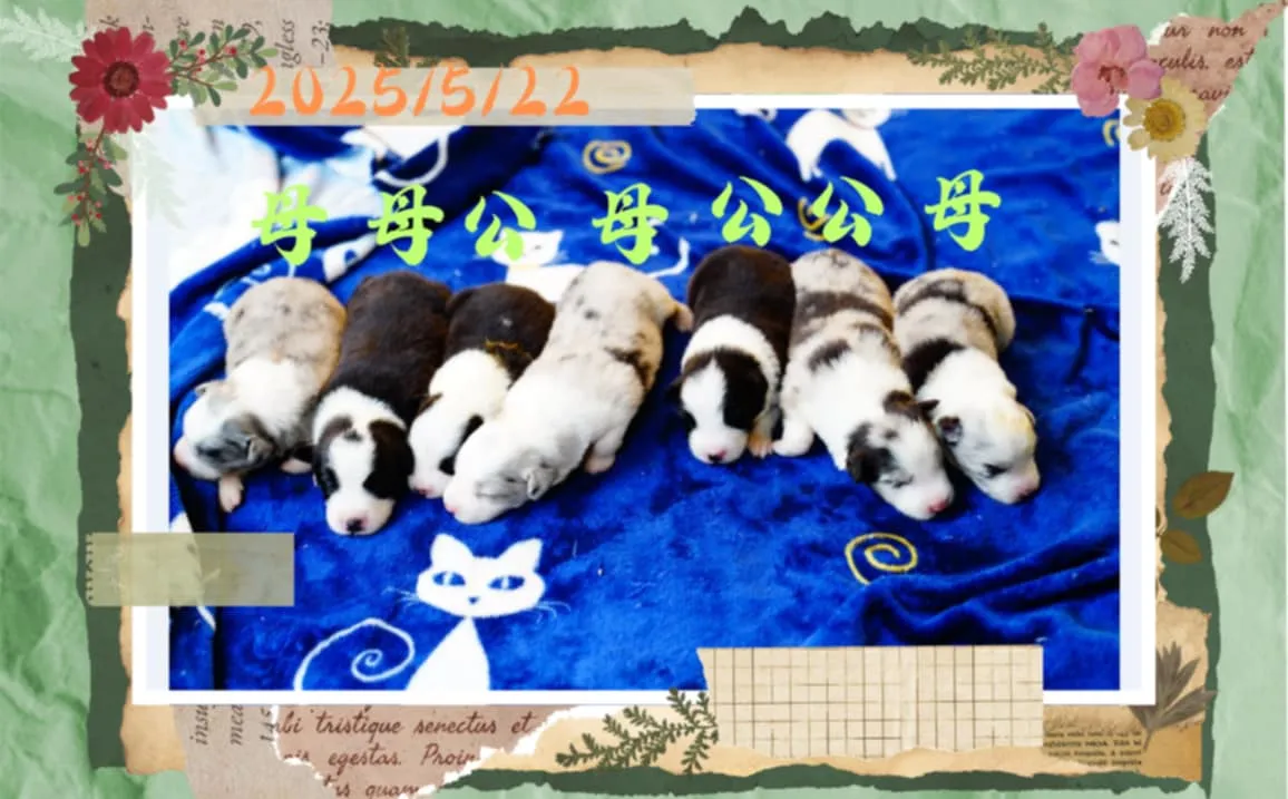 愛貝犬舍